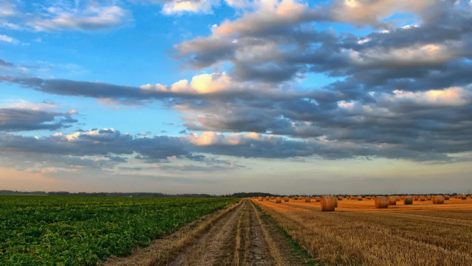 Rubrik_Landwirtschaft_und_Gentechnik_nature-213364_1920